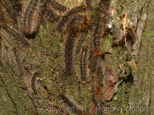 White cedar moth caterpillar 